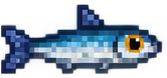 Acciuga