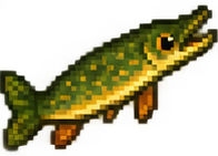 Luccio